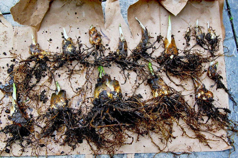 Cardiocrinum giganteum