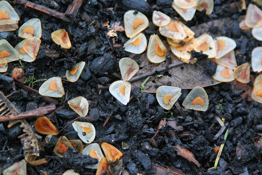 Cardiocrinum giganteum seeds