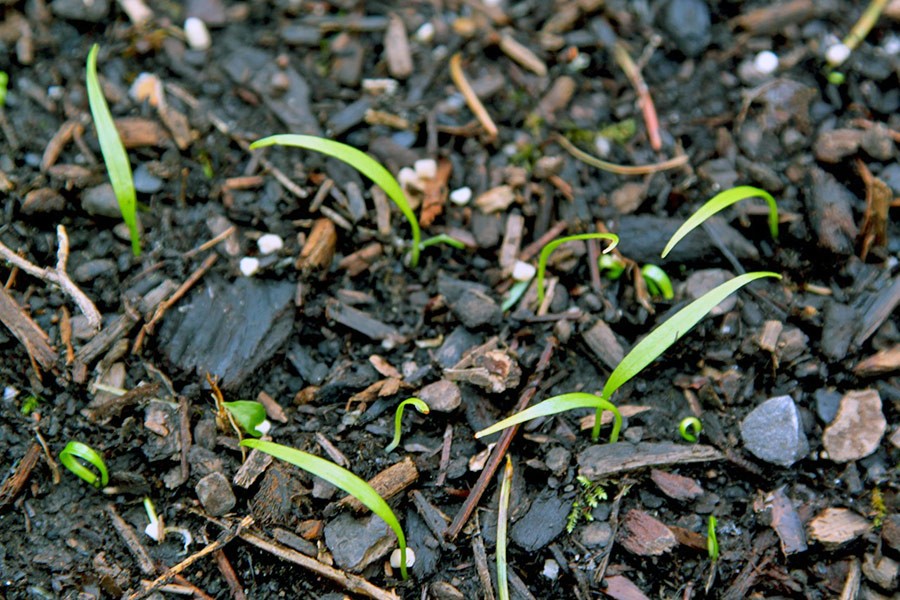 Cardiocrinum giganteum