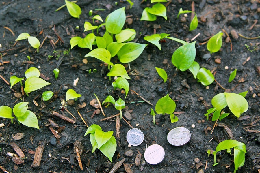 Cardiocrinum giganteum