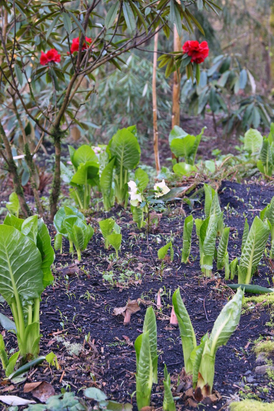 Cardiocrinum giganteum