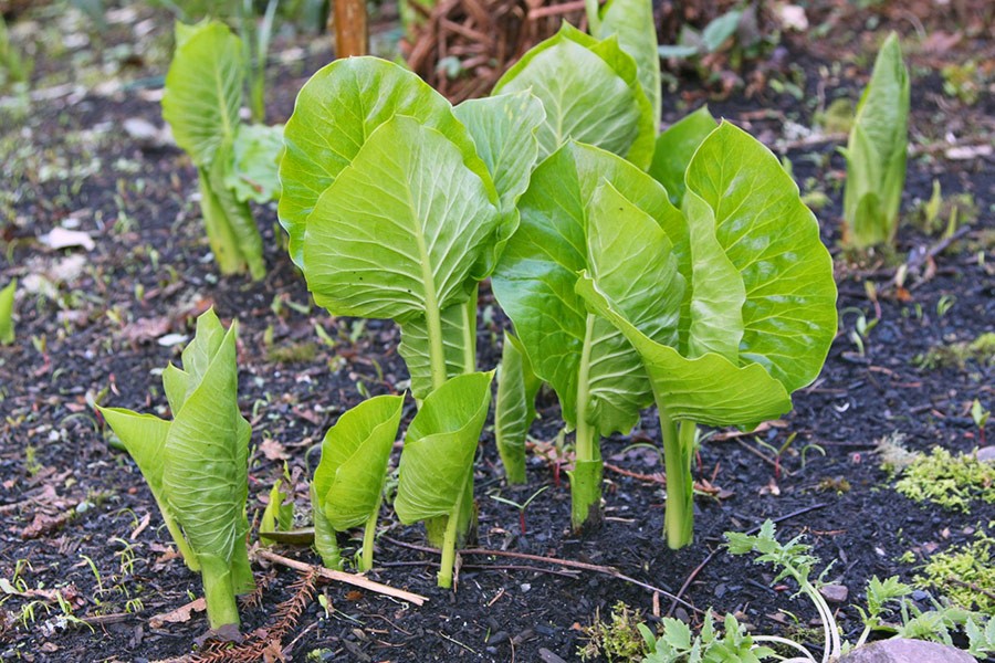 Cardiocrinum giganteum