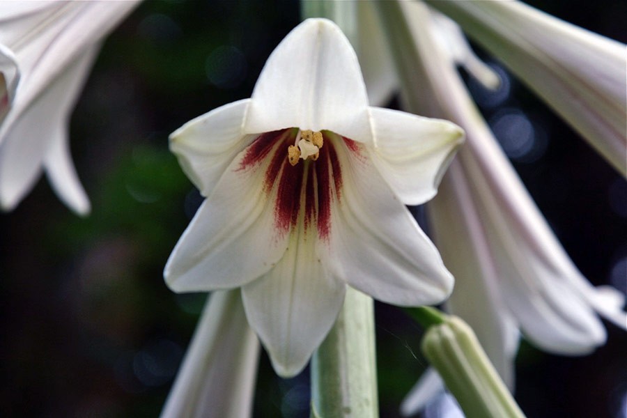 Cardiocrinum giganteum flower