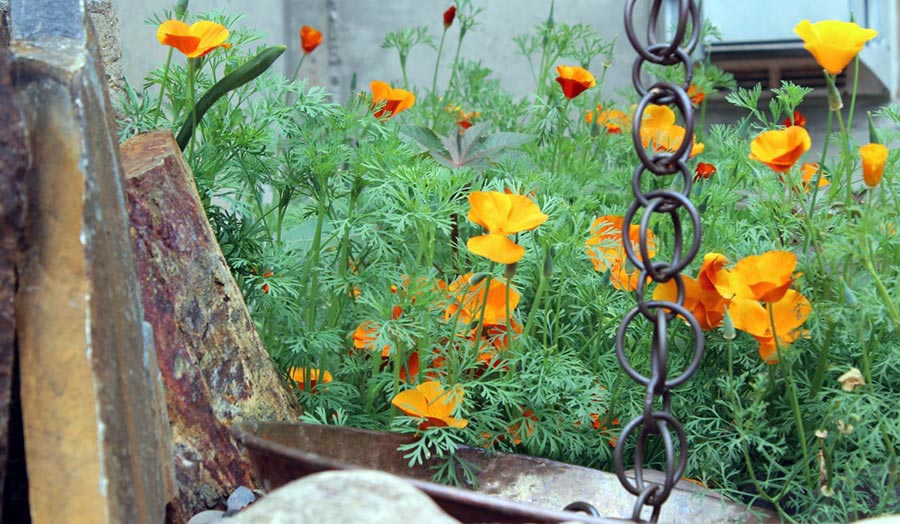 Benefits of Ground Cover