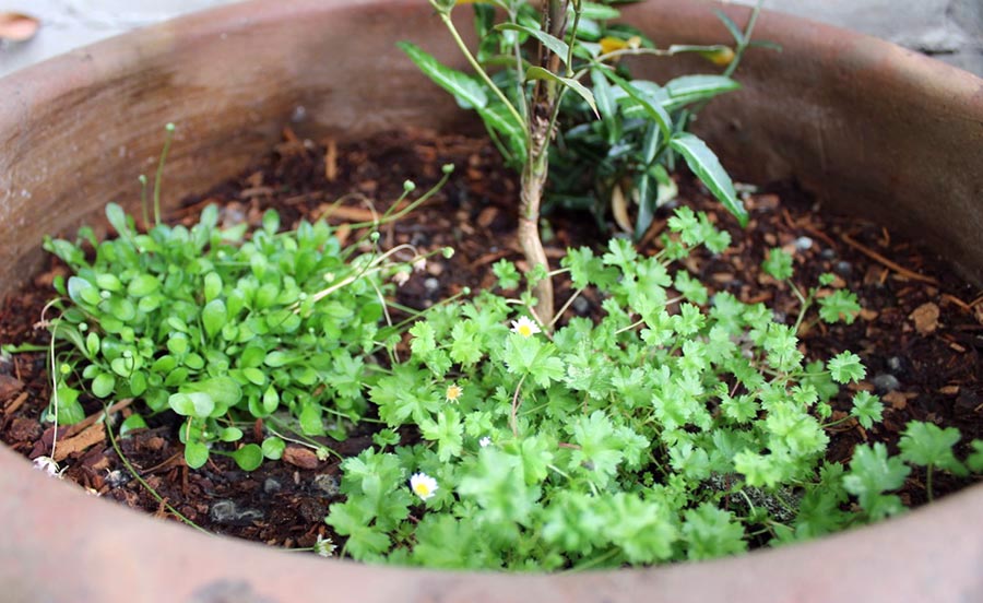 Benefits of Ground Cover