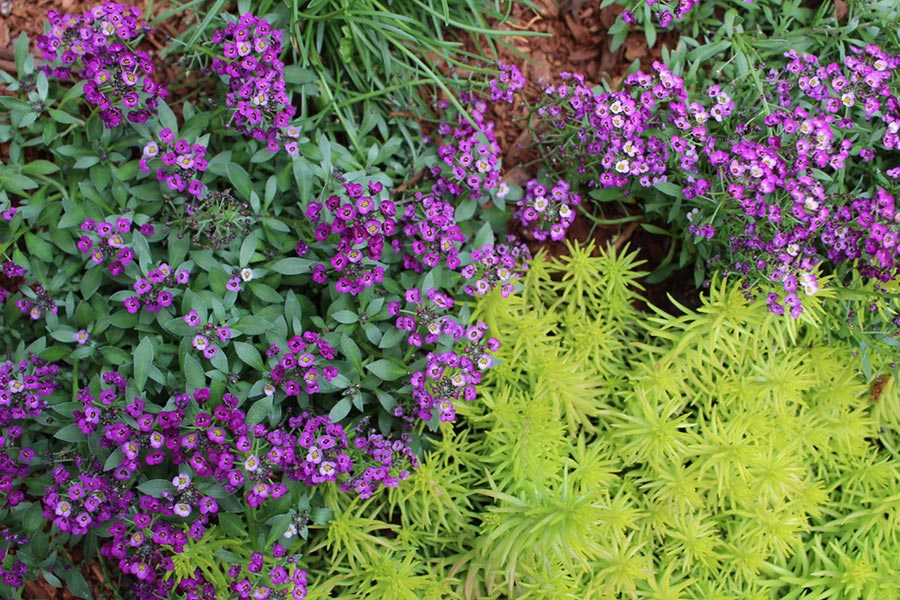 Benefits of Ground Cover