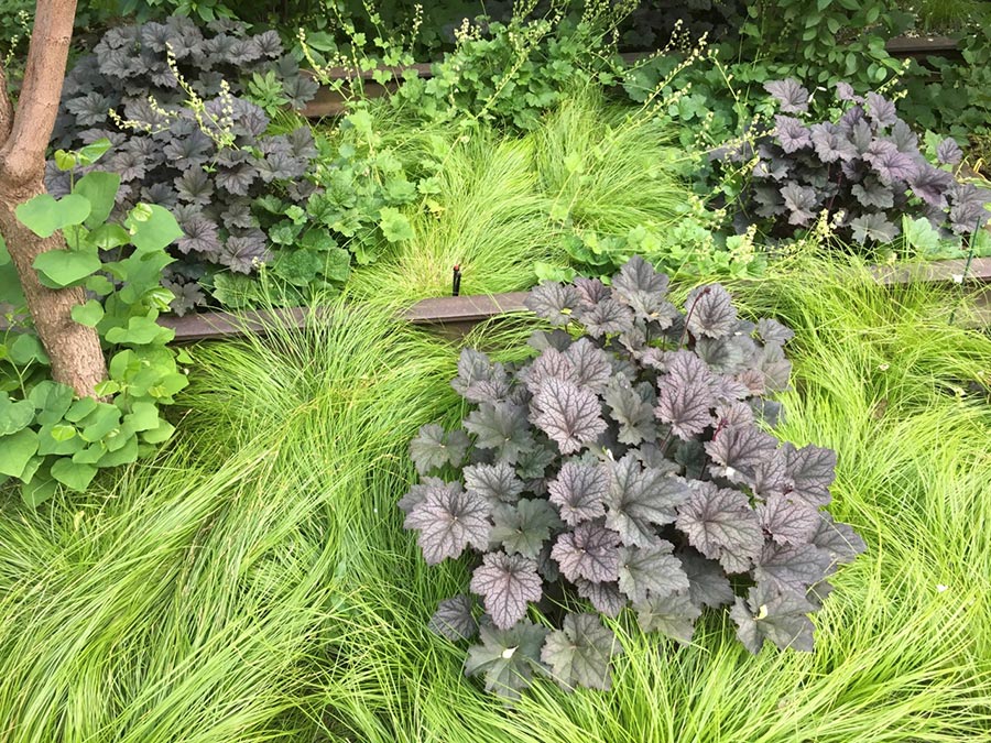 Benefits of Ground Cover