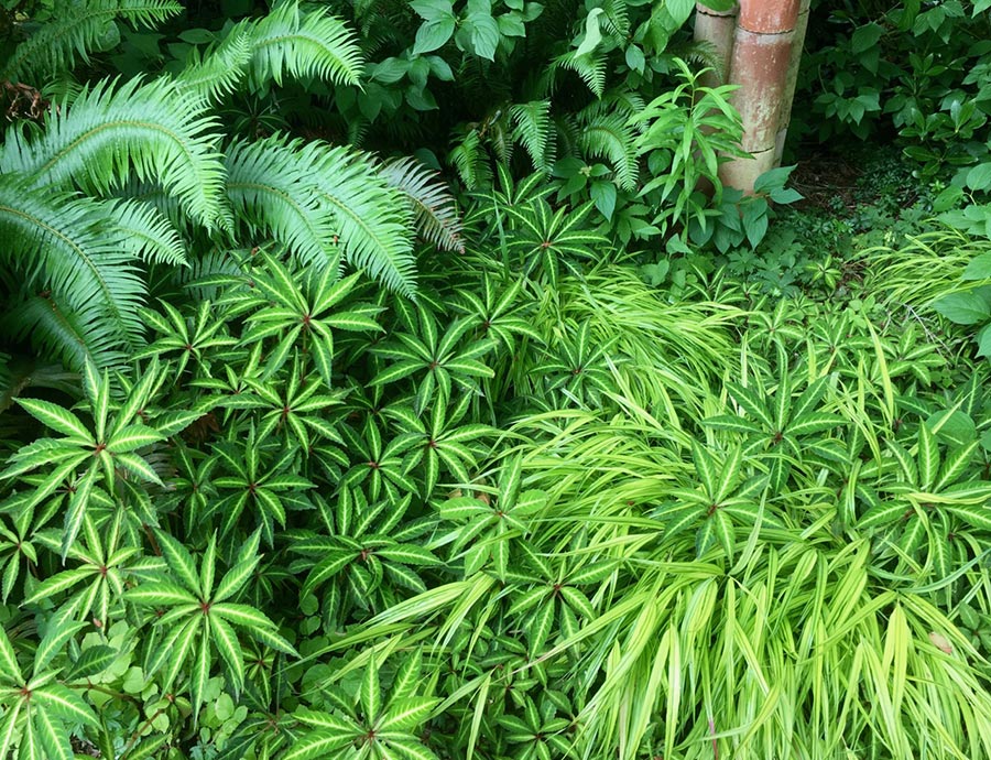 Benefits of Ground Cover