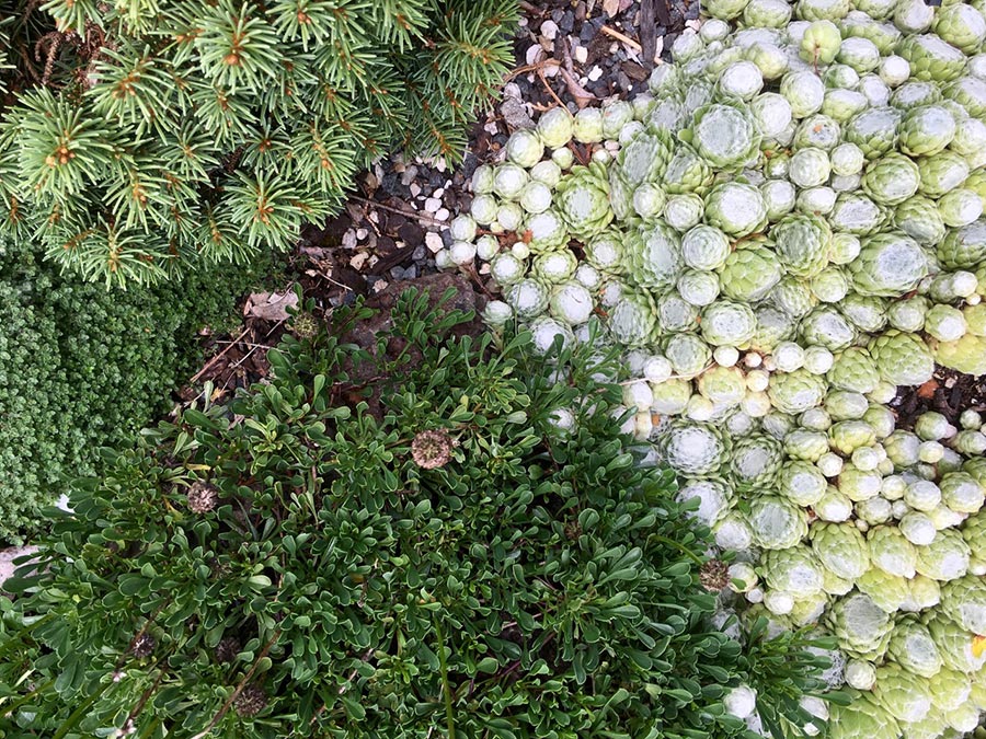 Benefits of Ground Cover