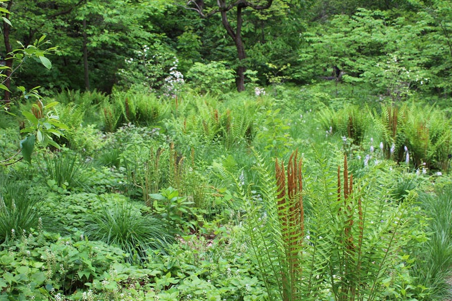 Benefits of Ground Cover