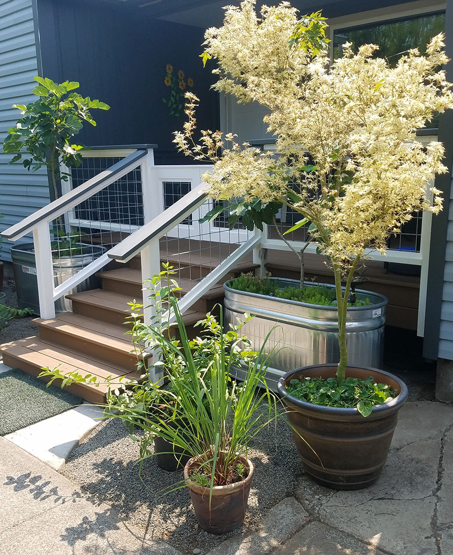'Black Spanish' and 'Lattarula' fig trees in stock tanks 'Butterfly' maple blueberries and lemongrass in planters