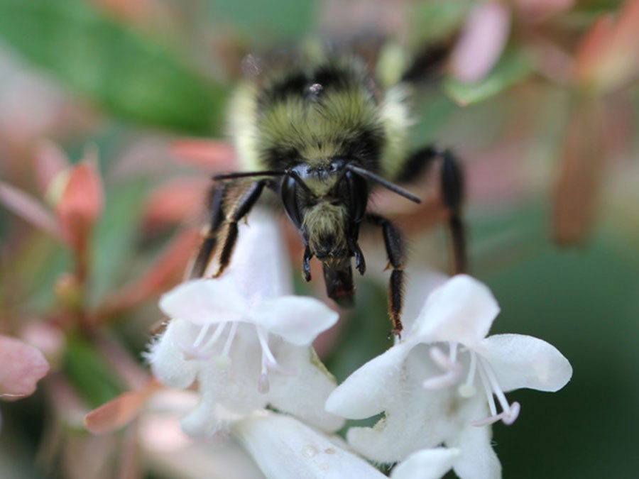 Bombus flavifrons female