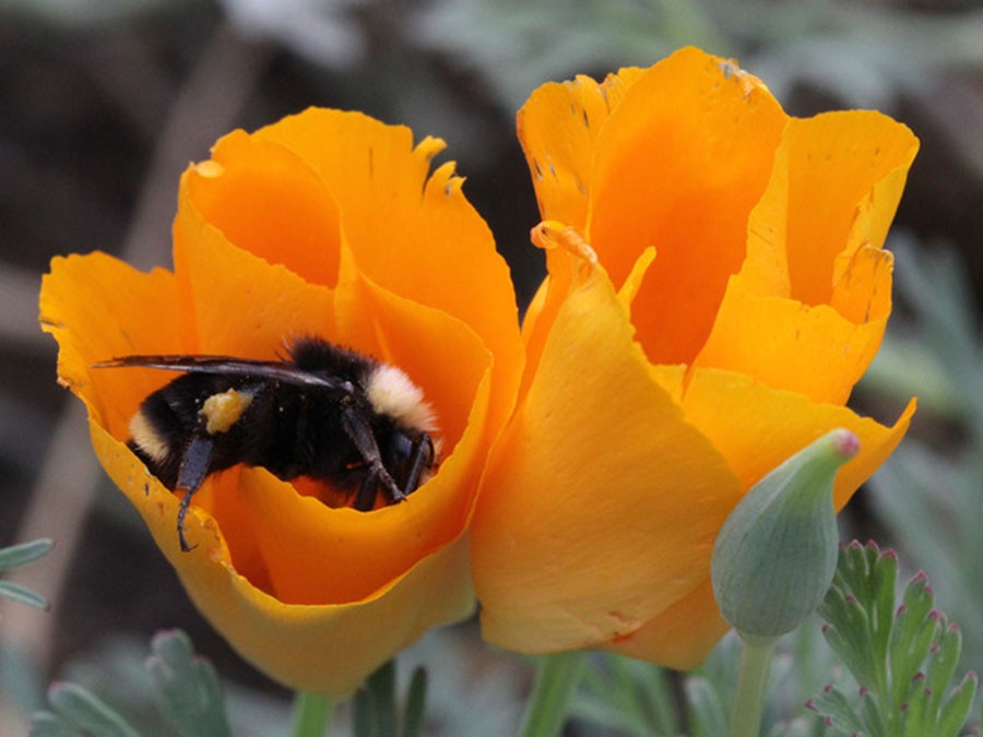 Bombus vosnesenskii on Eschscholzia californica