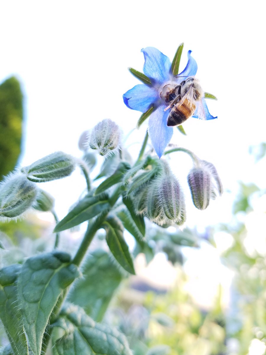 Borage and Bees