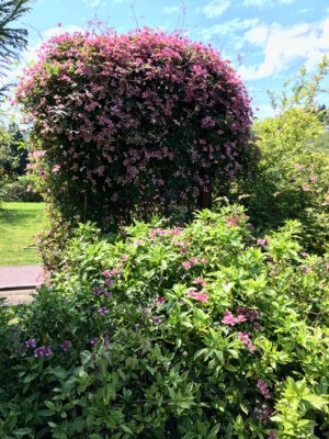 Broughton Star full bloom