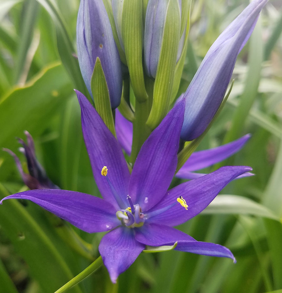 Camassia leichtlinii Buds and Flower