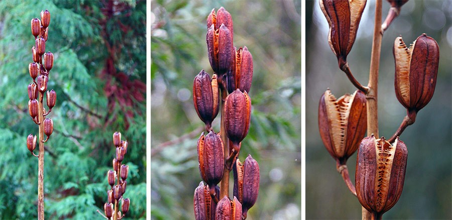 Cardiocrinum seed pods