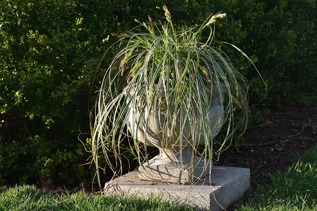 Out in the Garden Nursery: Carex ‘Feather Falls’