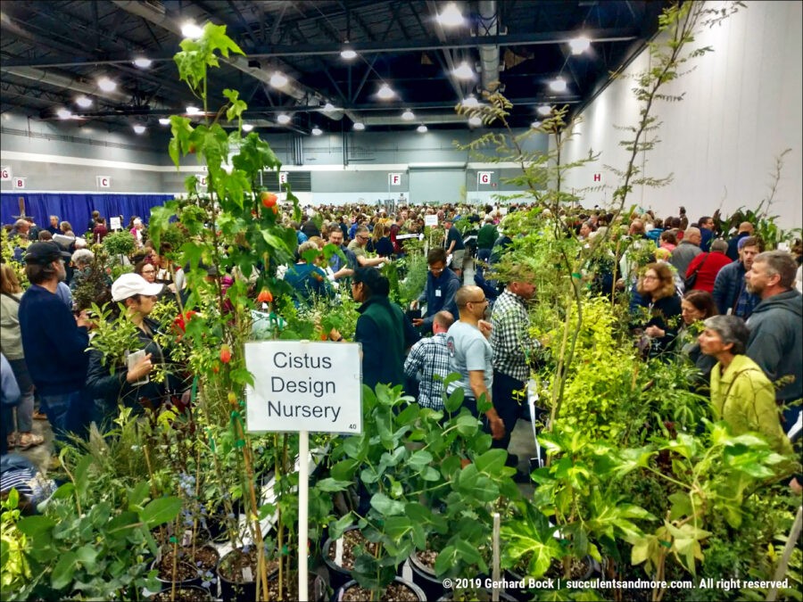 Hortlandia Cistus Nursery
