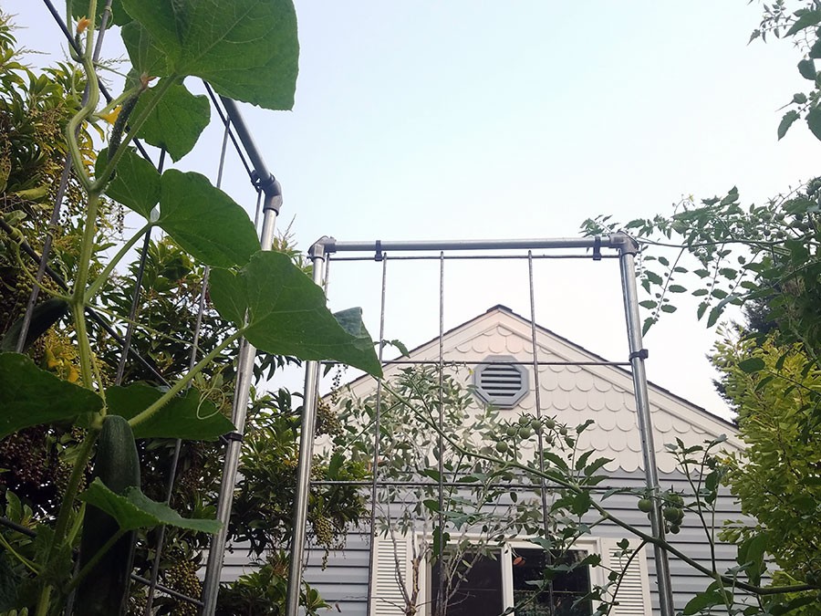 Completed trellis with cucumber vine on the left