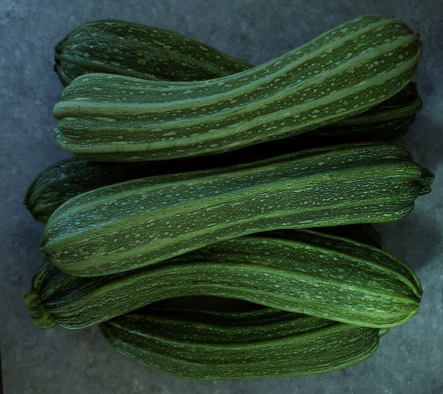Costata romanesco zucchini from the 'compost' bed