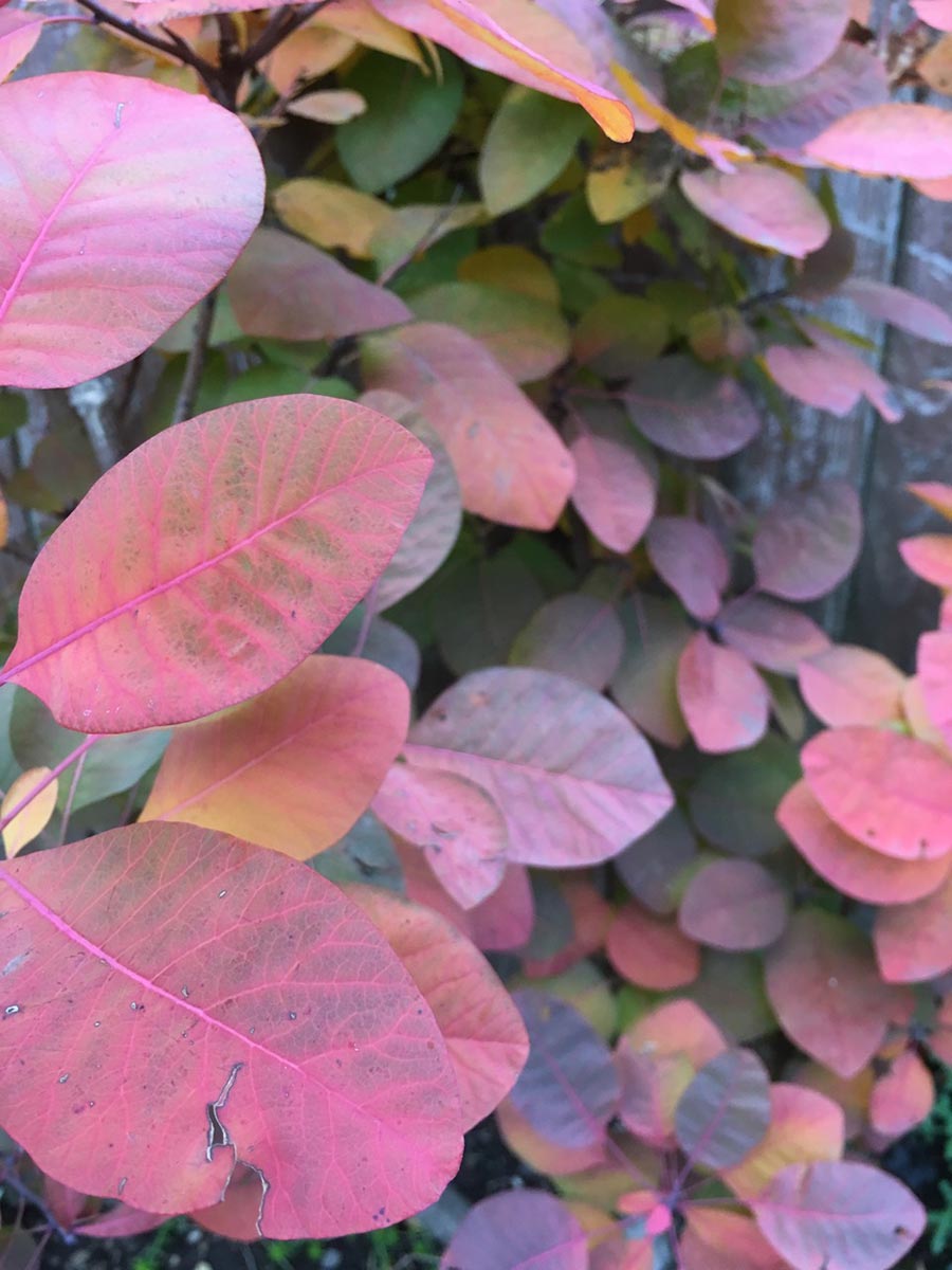 Cotinus 'Grace'