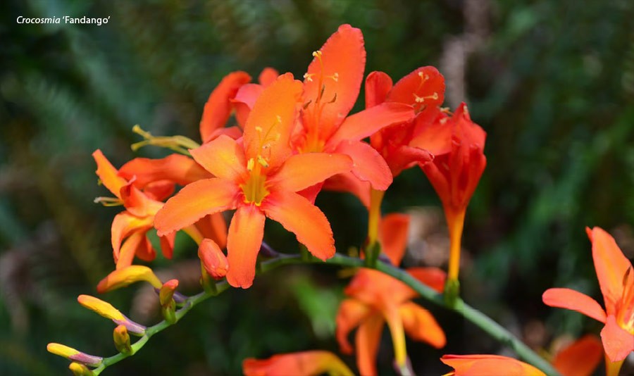 Crocosmia Fandango