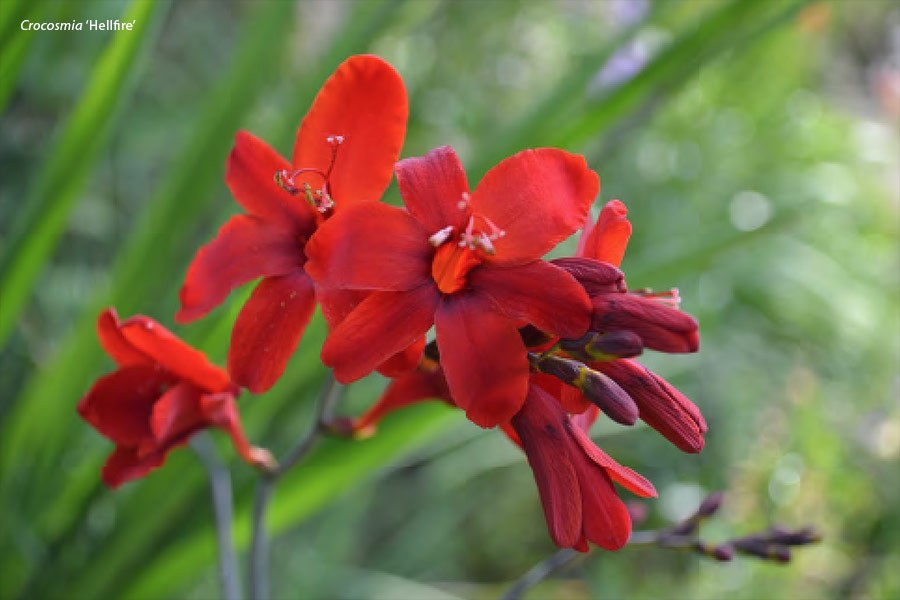Crocosmia Hellfire