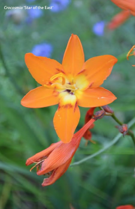Crocosmia Star of the East