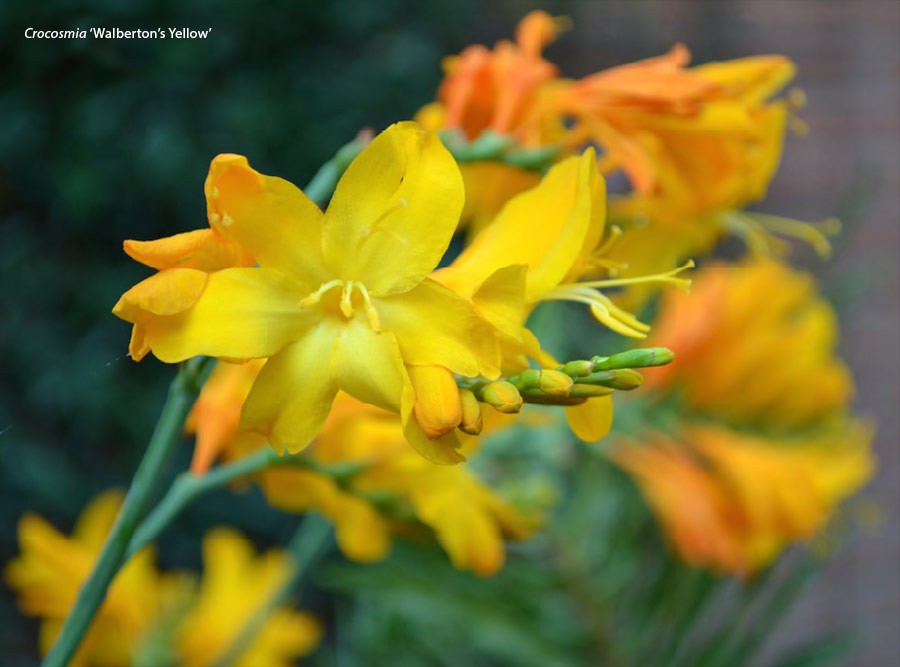 Crocosmia Walbertons Yellow