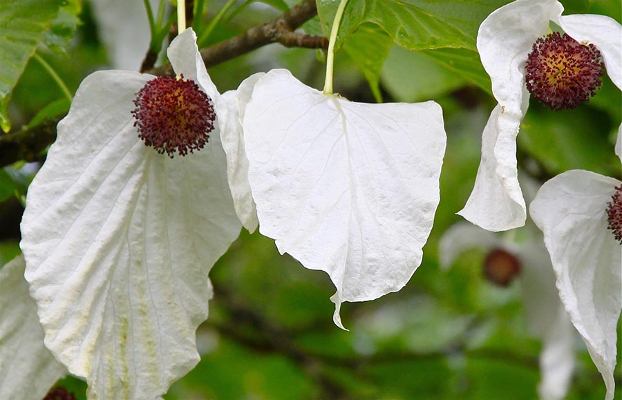 Davidia involucrata ’Sonoma’