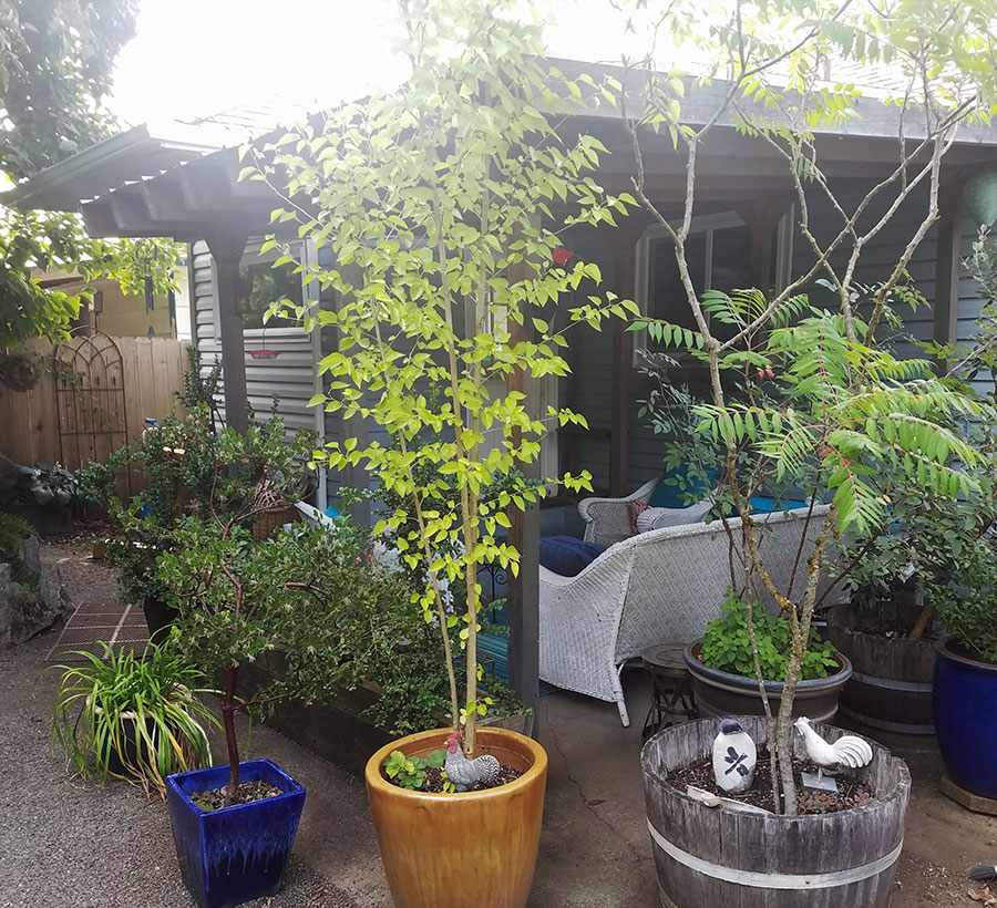 Dwarf mulberry tree in the orange pot near the center of the photo