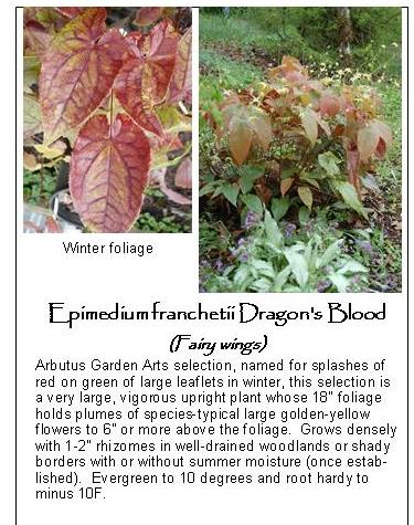 Epimedium franchetii Dragon's Blood
