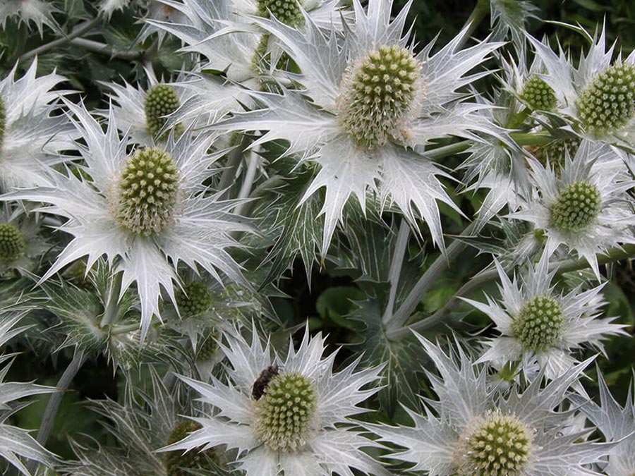 Eryngium giganteum 'Miss Willmott's Ghost'