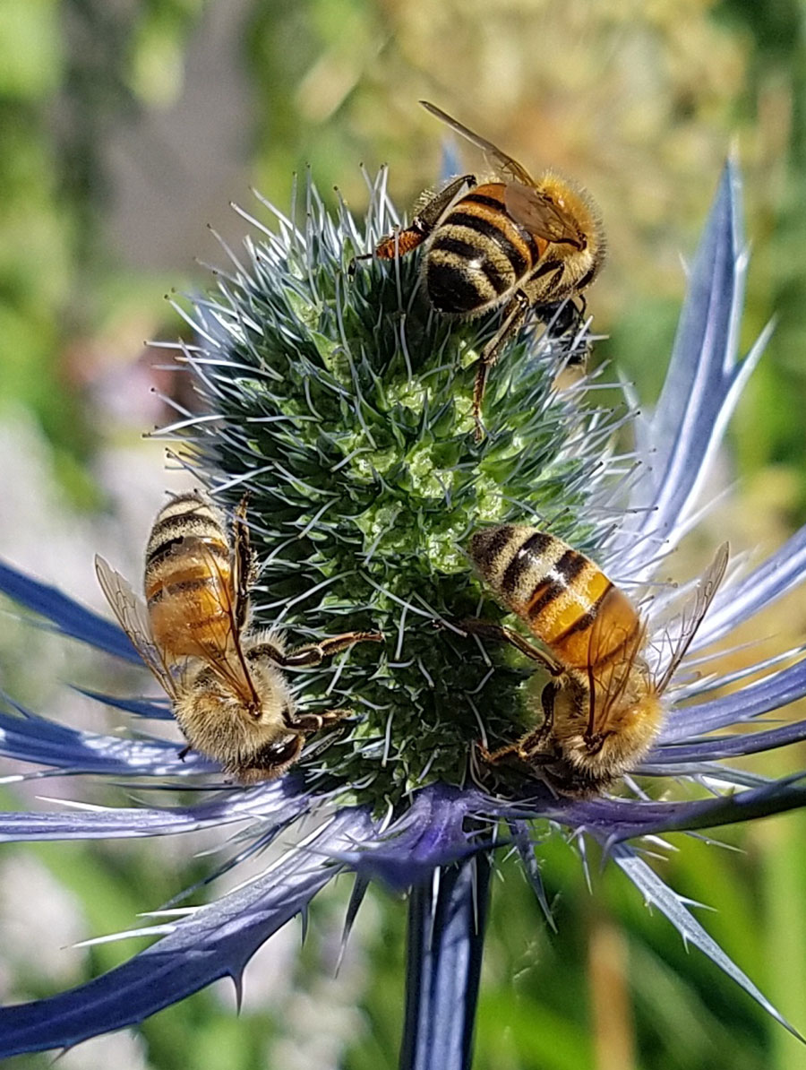 Eryngium with Bees