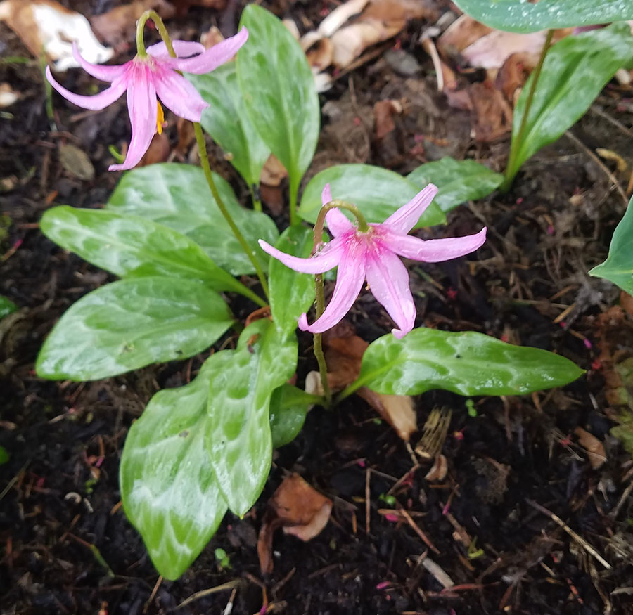 Erythronium Revolutum
