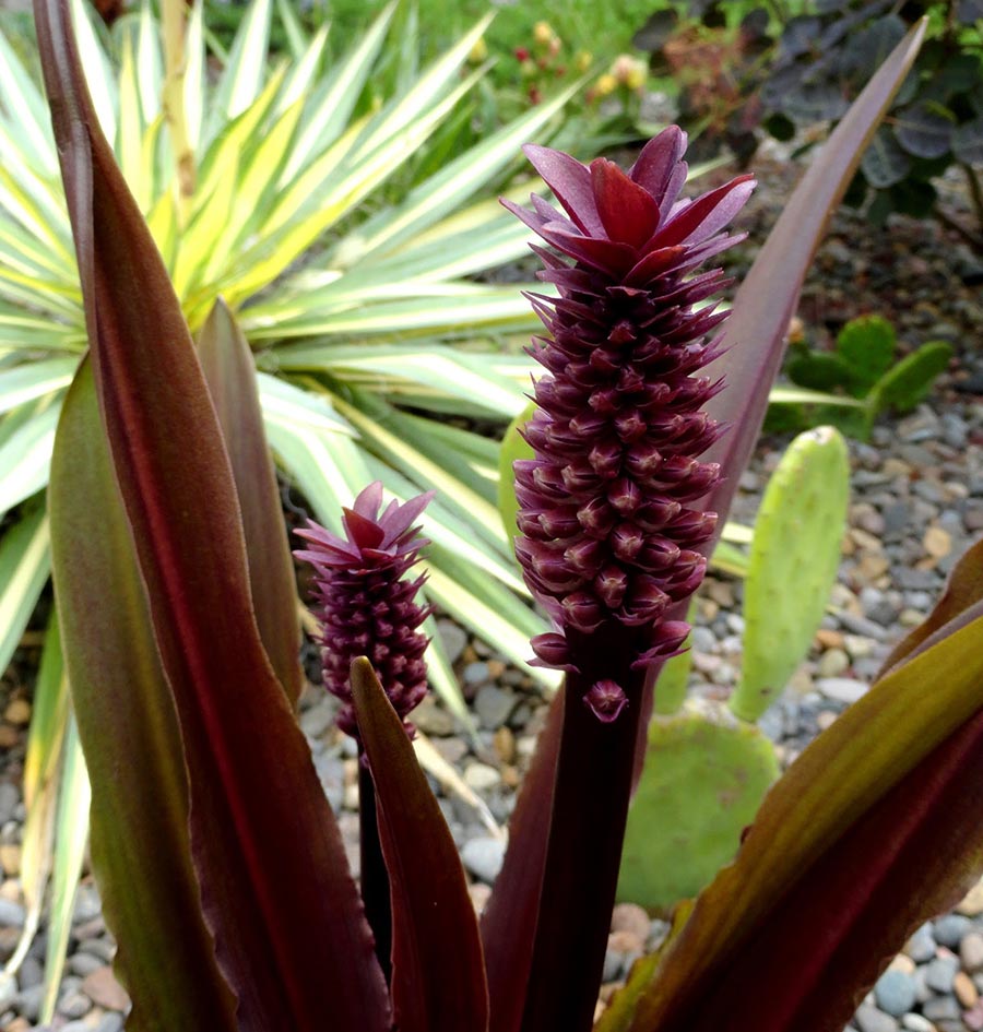 Eucomis 'Sparkling Burgundy'