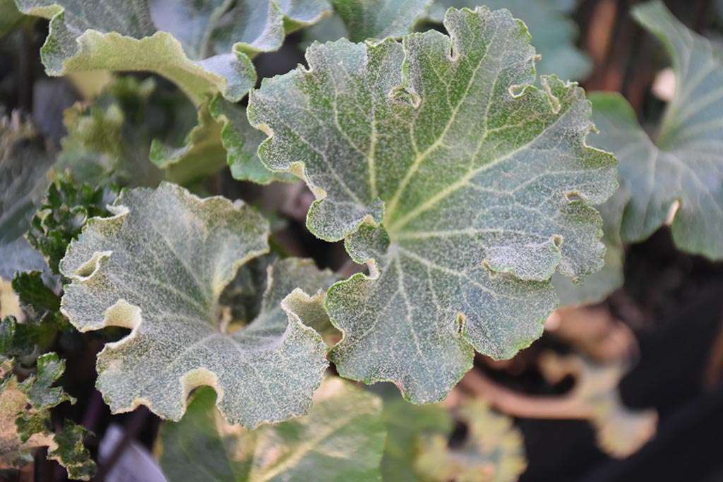 Out in the Garden Nursery: Farfugium ‘Wavy Gravy’