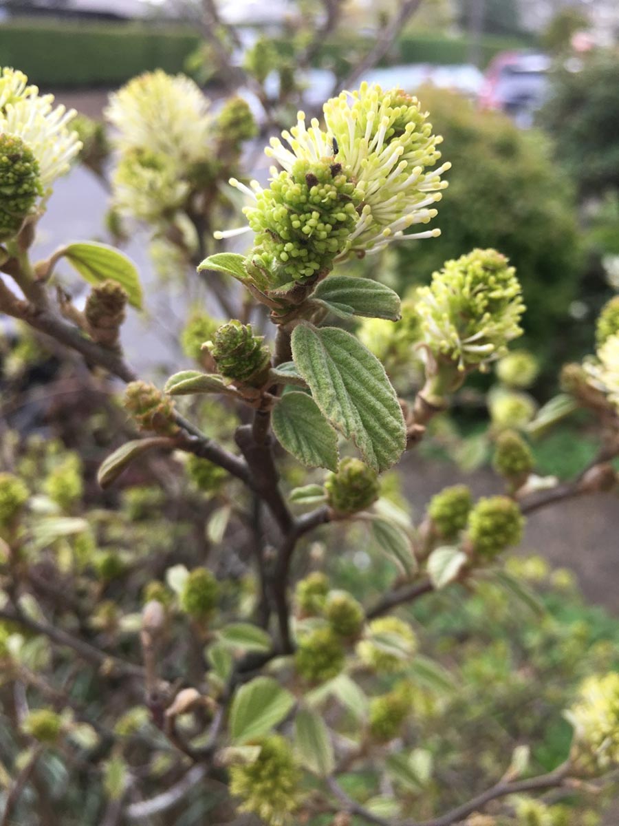 Fothergilla gardenii 'Blue Mist'