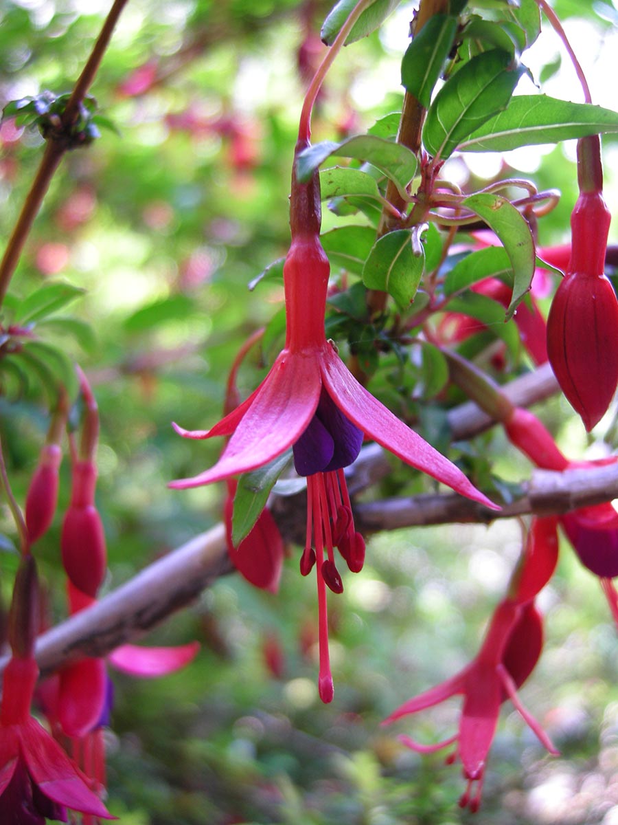 Fuchsia magellanica