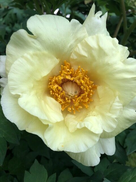 Garden Sunshine hybridized by Rick Rogers