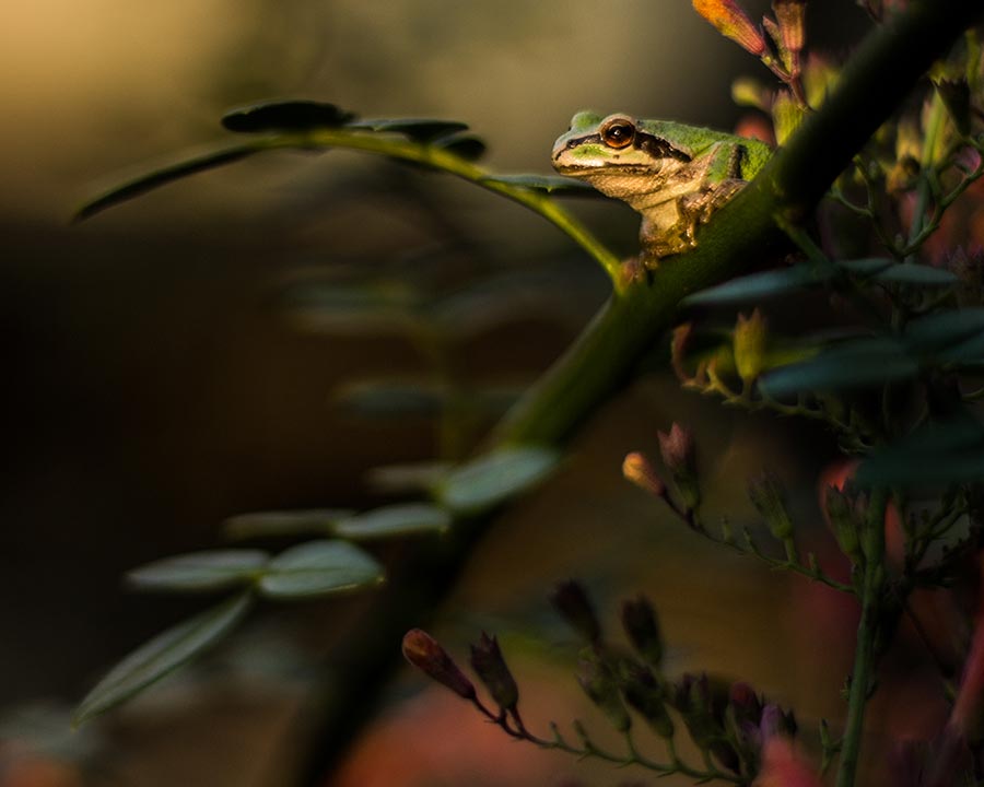 Gardening With Big Trees - Laura Heldreth