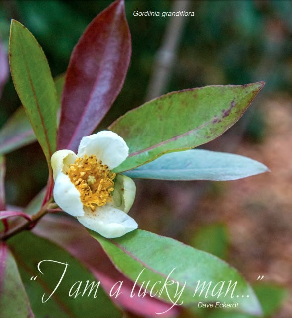 Gordlinia grandiflora