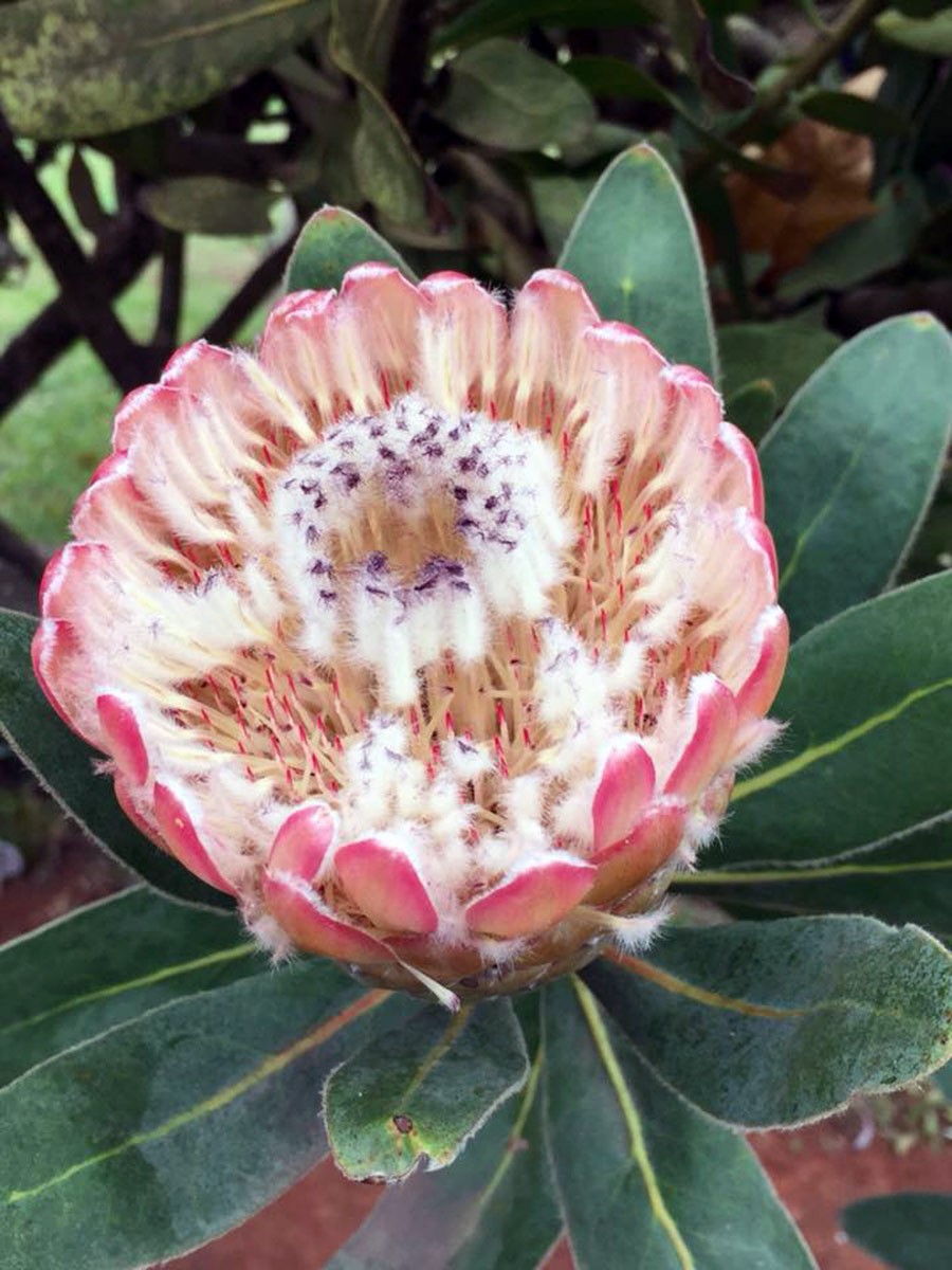 HPSO Garden Tour Portugal 2017