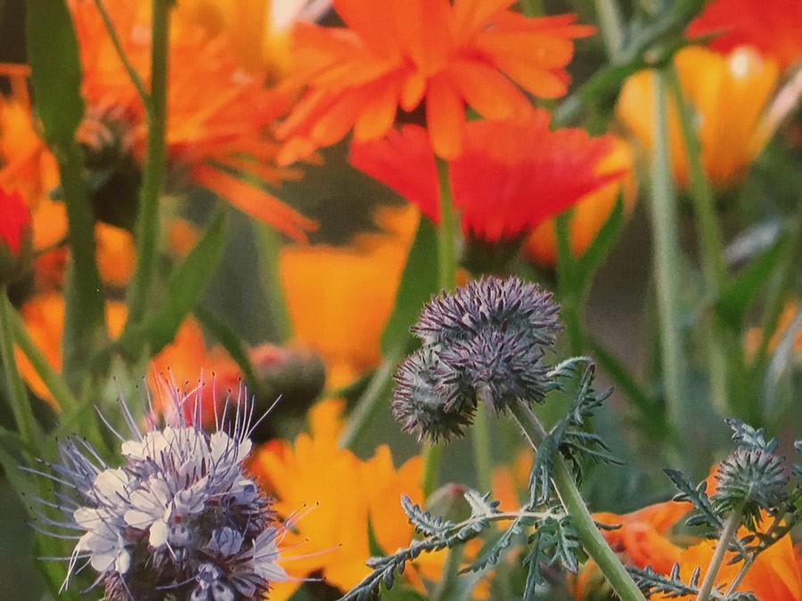 Naturescaping of SW Washington