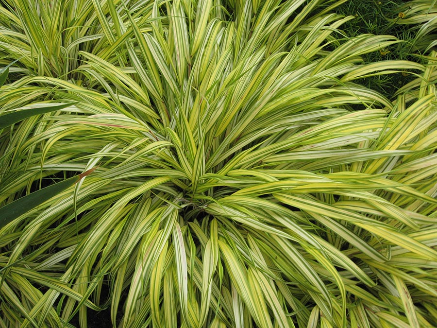 Hakonechloa macra