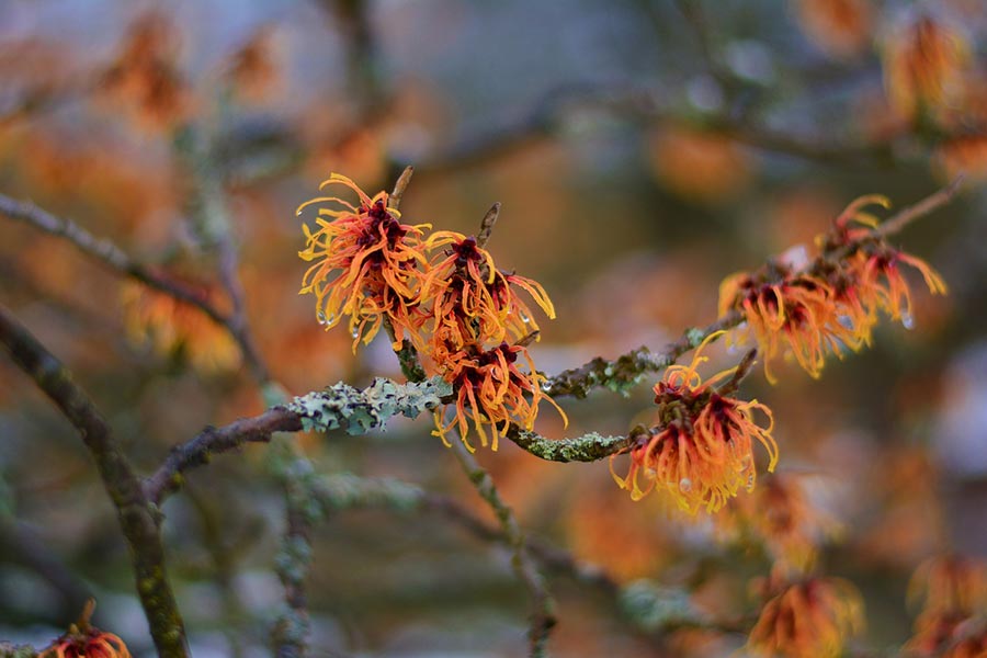 Hamamelis