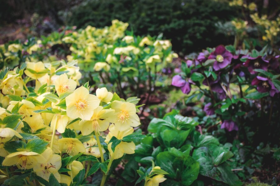 How to Grow Hellebores with Northwest Garden Nursery