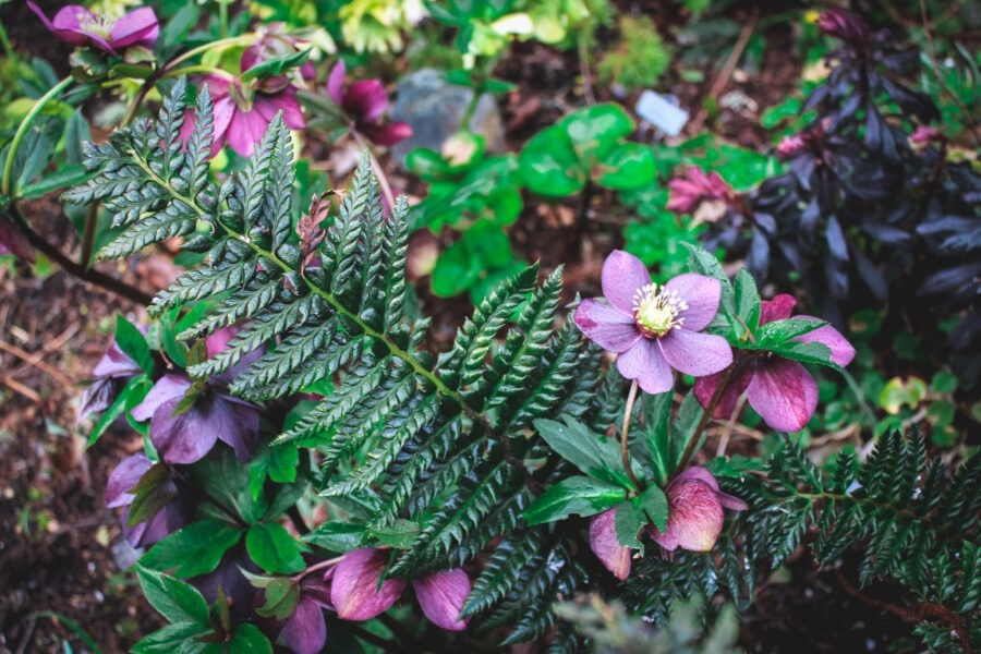 How to Grow Hellebores with Northwest Garden Nursery