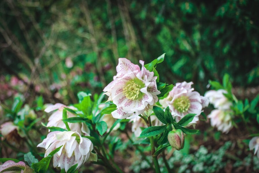 How to Grow Hellebores with Northwest Garden Nursery
